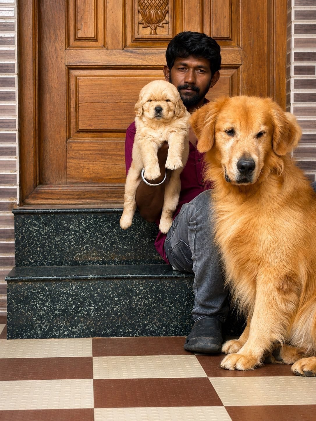Golden Retriever adults at the doorway